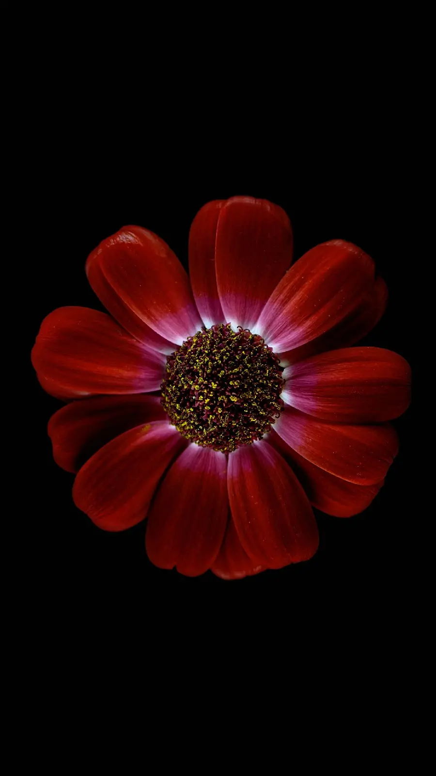 تصویر زمینه گل قرمز با کیفیت HD 
