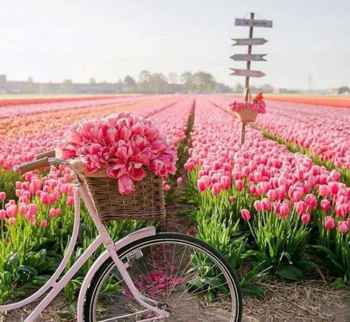 تصویر از عکس هلند کشور گل های لاله