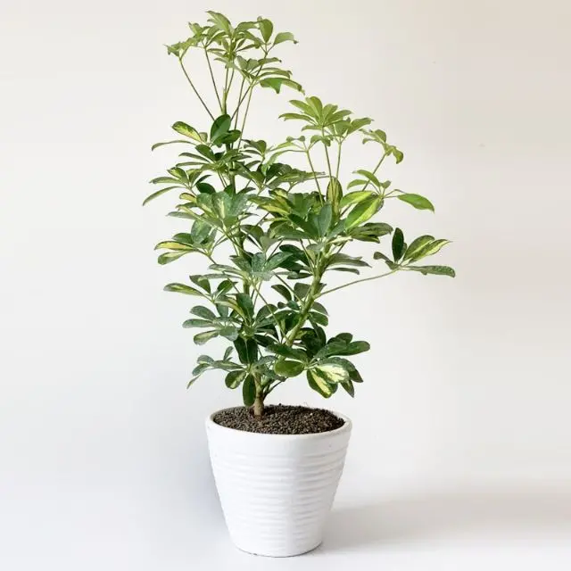 عکس گیاه شفلرا یا چتری