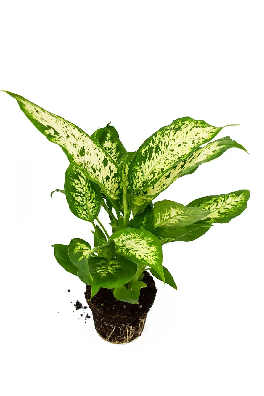 عکس گیاه آپارتمانی اگلونما