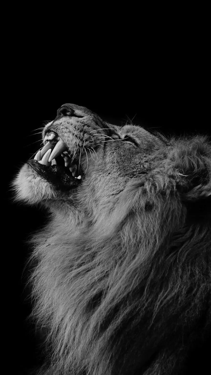 والپیپر شیر سفید برای آیفون 7