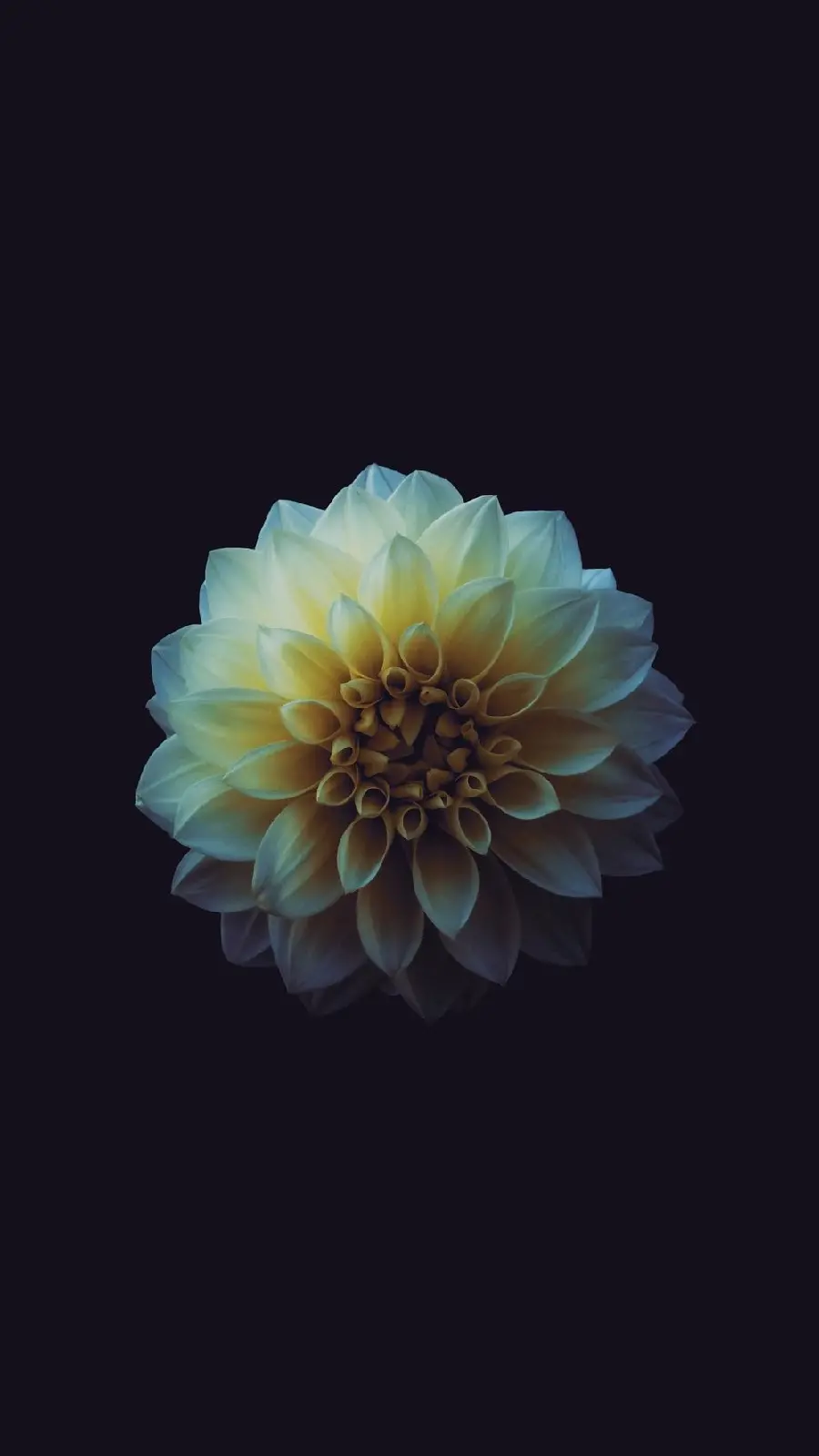 تصویر پس زمینه  آمولد گل HD