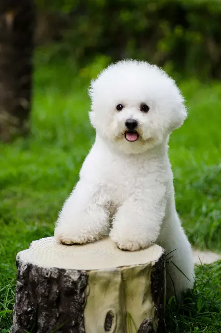 عکس سگ بیچون فرایز Bichon Frise