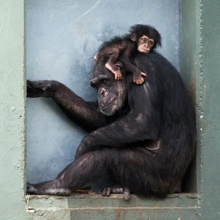عکس بچه شامپانزه و شامپانزه ماده