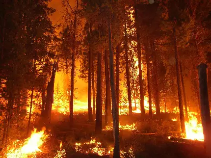 عکس از آتش سوزی درخت و جنگل