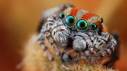 عکس عنکبوت با چهار تا چشم سبز رنگ