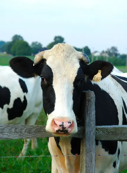 دانلود عکس پروفایل گاو مشکی سفید در مزرعه