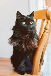 عکس گربه ی سیاه رنگ