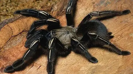 عکس عنکبوت رتیل چاق پشمالو سیاه