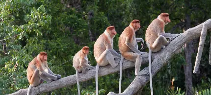عکس از گروه میمون های پروبوسیس
