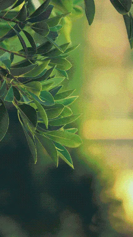 بک گراند دخترانه