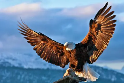 عکس عقاب سر سفید زیبا