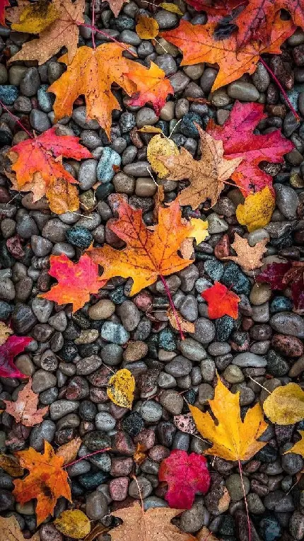 دانلود عکس پاییز برای گوشی