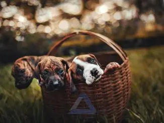 عکس سه توله سگ خوشکل و بامزه در سبد