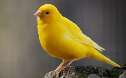 دانلود عکس پرنده ی قناری زرد و خوشرنگ
