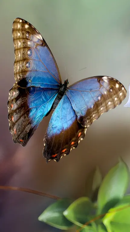عکس پروانه زیبا واقعی