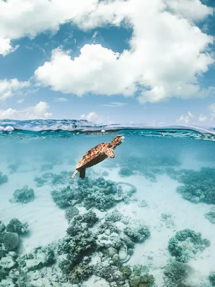 دانلود والپیپر لاک پشت کوچک در آب شفاف دریا