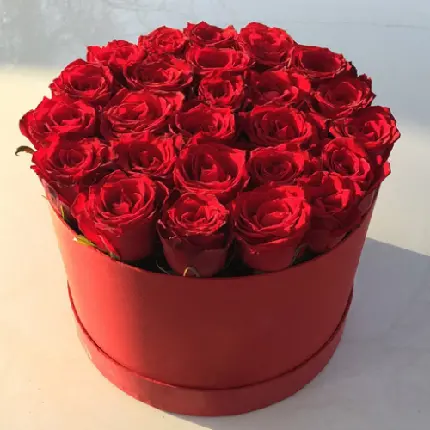 دانلود عکس گل رز قرمز و زیبا با کیفیت HD
