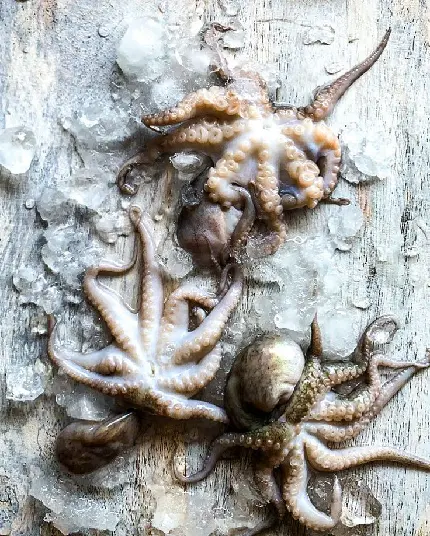 عکس اختاپوس واقعی بزرگ