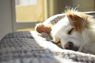 عکس از نمای نزدیک از یک سگ در حال خواب ناز