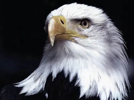 عکس عقاب زیبا برای پروفایل 8K