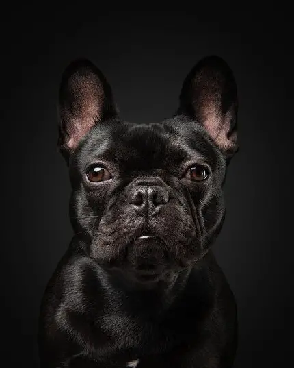 دانلود تصویر زمینه سگ بولداگ سیاه رنگ با چشمان قهوه ای