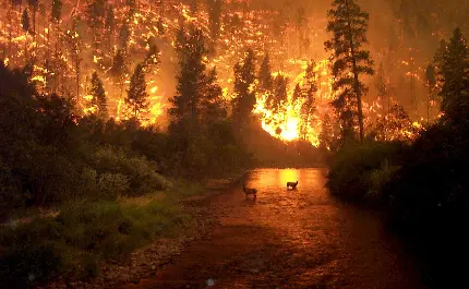 عکس حیواتان در آتش سوزی جنگل