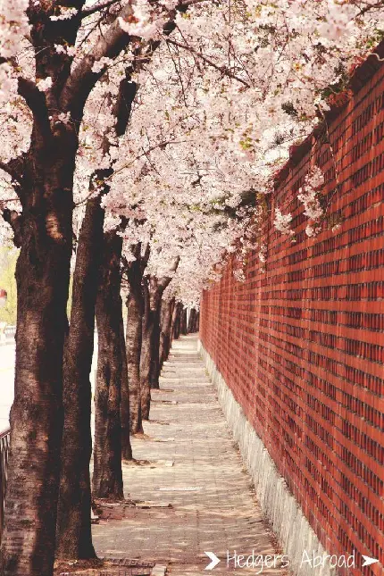 عکس شکوفه های گیلاس در سئول
