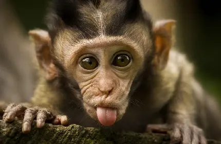 دانلود عکس بامزه از بچه شامپانزه