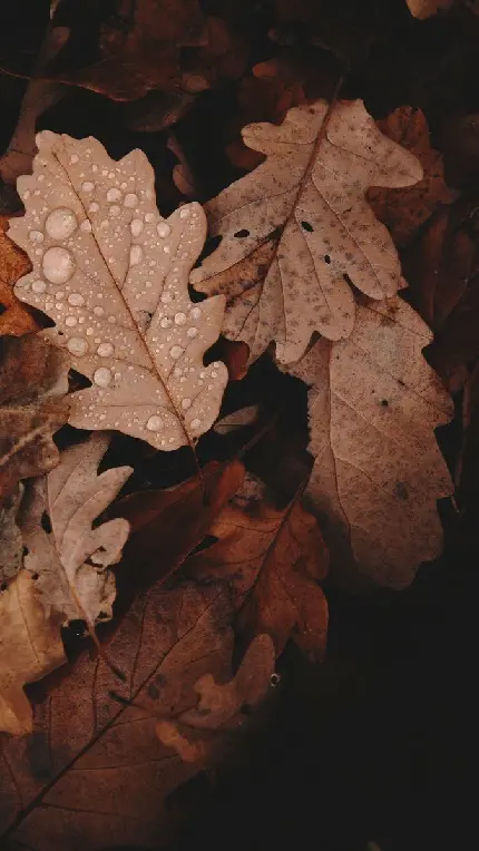 دانلود عکس برگ پاییزی با کیفیت بالا
