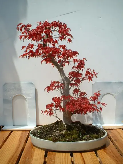 عکس گیاه زیبای افرای ژاپنی و روش نگهداری
