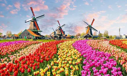 عکس گل های لاله در کشور هلند