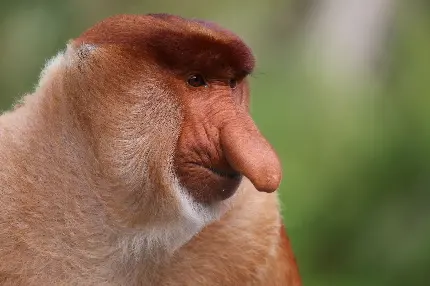 عکس میمون های دماغ دراز یا پروبوسیس