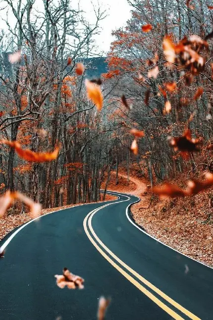 دانلود عکس فصل پاییز و جاده