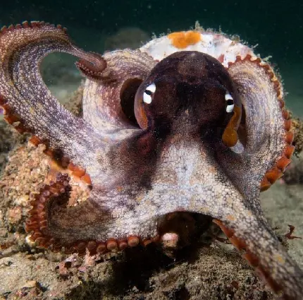 عکس اختاپوس واقعی بزرگ