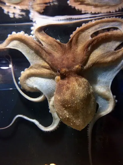 عکس اختاپوس واقعی بزرگ