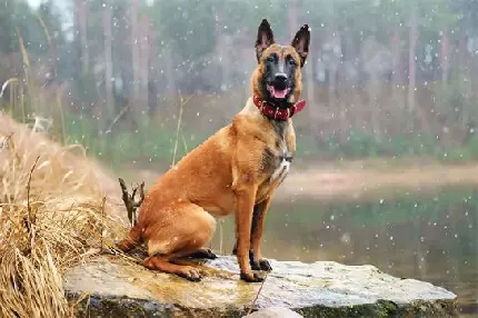 دانلود عکس سگ نژاد بلژین مالینویز