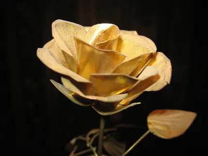 دانلود عکس شاخه گل رز طلایی