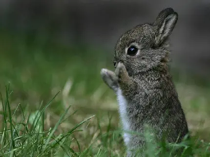 عکس خرگوش کوچولو ناز