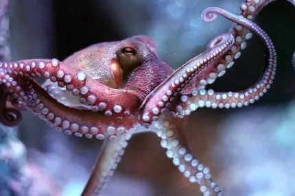 عکس اختاپوس واقعی بزرگ