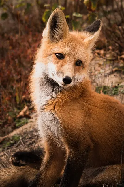 دانلود عکس روباه زیبا