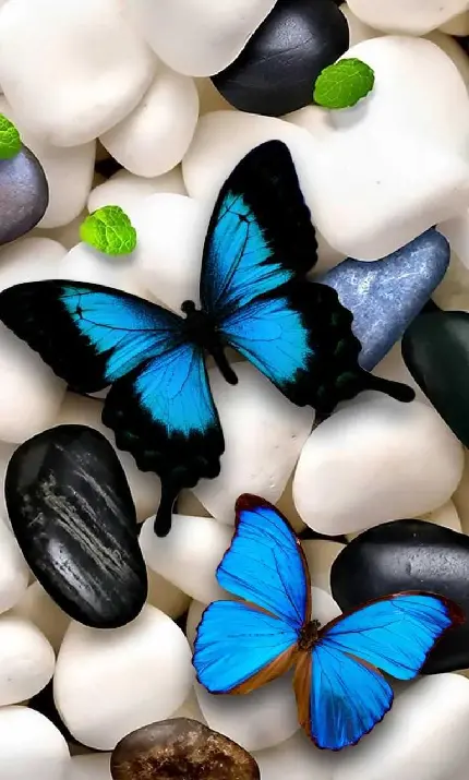 عکس پروانه آبی روی سنگ