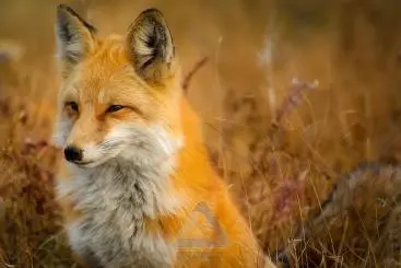 عکس روباه قرمز رنگ در دنیای وحش