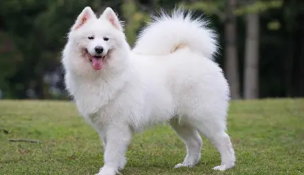 دانلود عکس سگ زیبا و سفید سامویید با کیفیت بسیار بالا