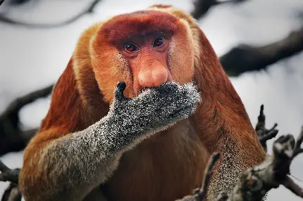 دانلود عکس جالب از میمون پروبوسیس