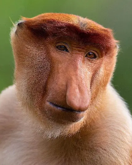 عکس پروفایل میمون پروبوسیس یا دماغ دراز 