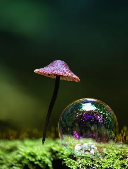 دانلود عکس یک حباب در کنار یک قارچ