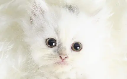 عکس از بچه گربه سفید