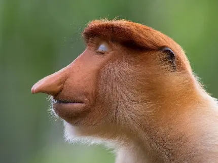 میمون دماغ دراز ویکی پدیا