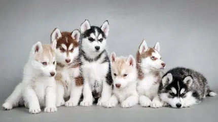 عکس سگ سیبرین هاسکی Siberian Husky​